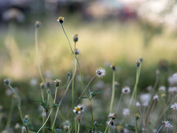 Close-up of flowering plant on field