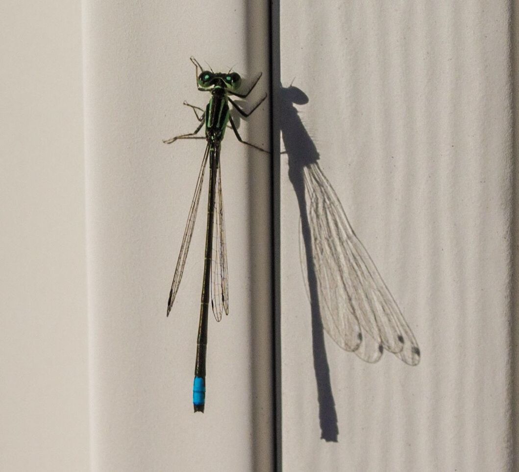 CLOSE-UP OF A INSECT ON WALL