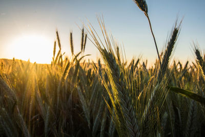 Close-up of wheat growing on field against sky