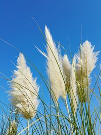 Low angle view of tree against clear blue sky