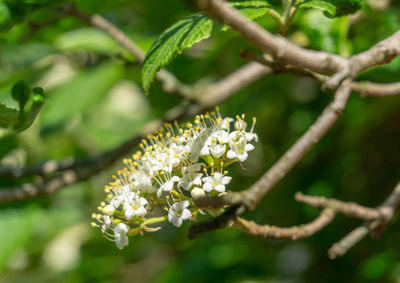 Close-up of white flowering plant