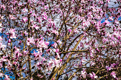 Low angle view of cherry blossom tree