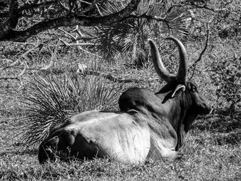 View of bull resting on field