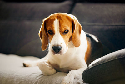 Dog indoors on a sofa portrait in bright room. dog background.