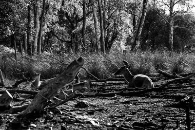 Trees in forest