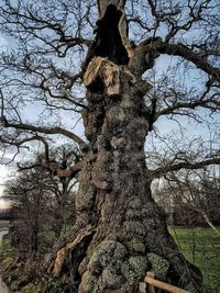 Low angle view of bare tree in forest