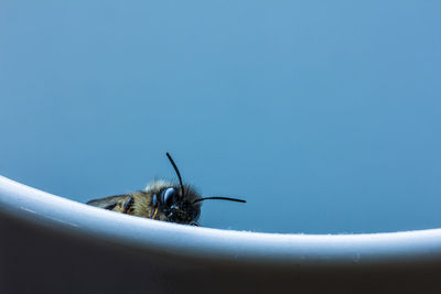 Close-up of spider against blue sky