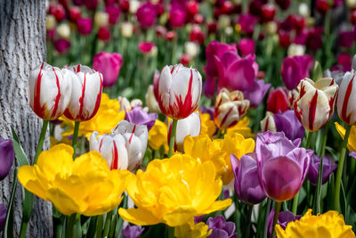 Close-up of pink tulips