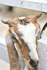 Close-up of goat