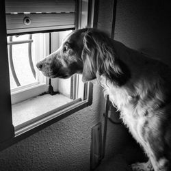 Brittany looking towards window at home