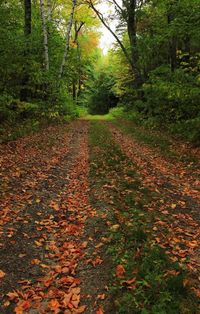 Autumn trees in park