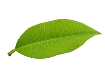 Close-up of leaf against white background