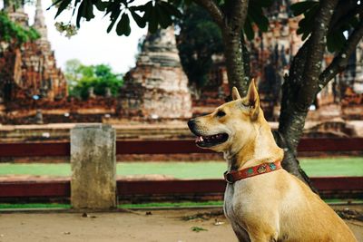 Dog looking away while sitting on tree