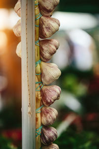 Garlic at farmers' market