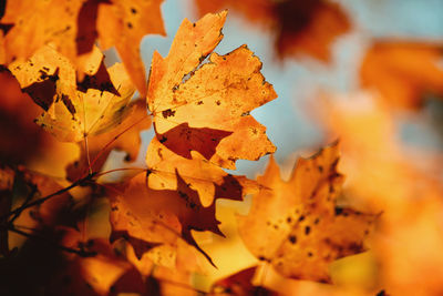 Close-up of yellow maple leaves on plant