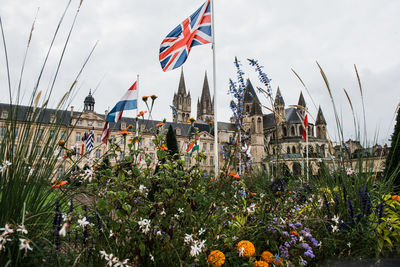 Low angle view of flowering plants by buildings against sky