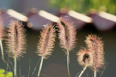 Close-up of plant