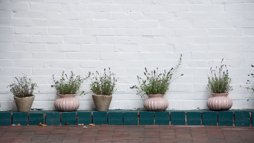 Potted plants against white wall