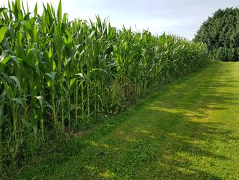 Crops growing on field against sky