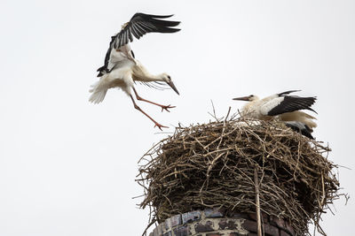 Low angle view of storks on nest against clear sky