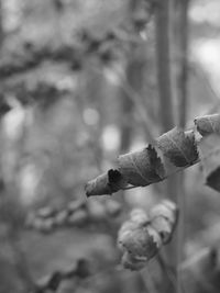 Close-up of dried plant against blurred background