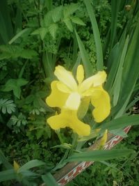 Close-up of yellow flowers blooming outdoors