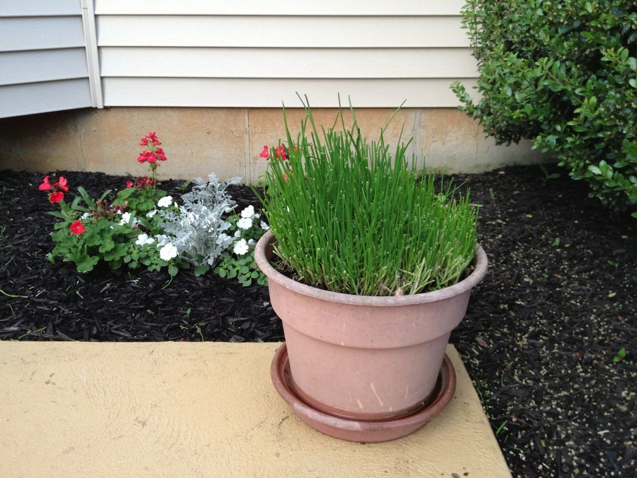 plant, potted plant, growth, flower, green color, leaf, flower pot, wall - building feature, nature, pot plant, freshness, growing, high angle view, fragility, no people, wall, green, day, front or back yard, close-up