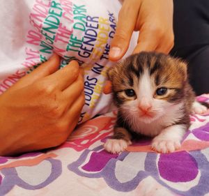 Midsection of person hand with cat