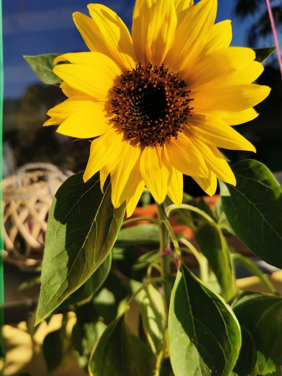 CLOSE-UP OF SUNFLOWER