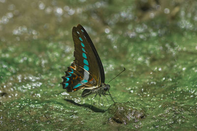 Close-up of butterfly on leaf