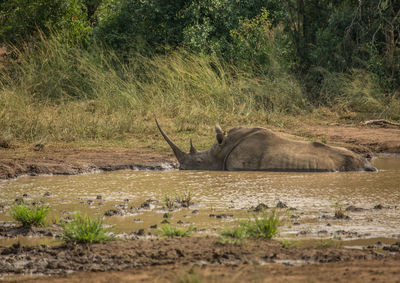 Side view of horse on land