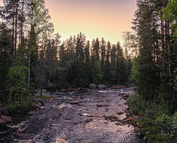 Pine trees in forest during sunset