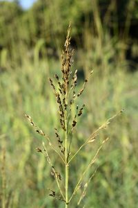 Close-up of stalks in field