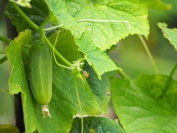 Close-up of green leaves on plant