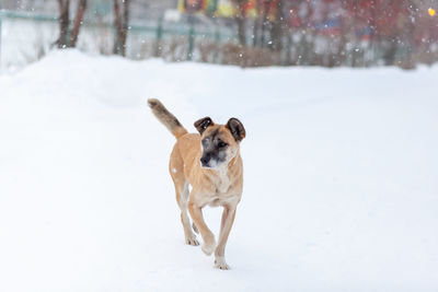 A cheerful and kind dog walks in the park in winter, plays in the snow. 