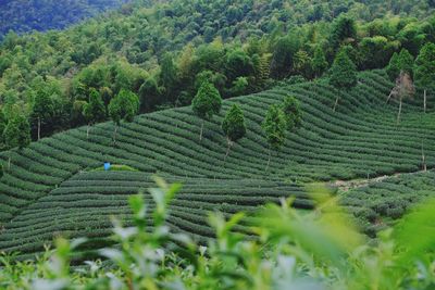 High angle view of vineyard against sky