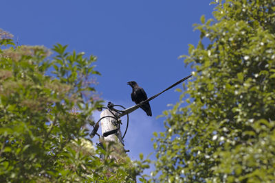 Low angle view of bird perching on tree