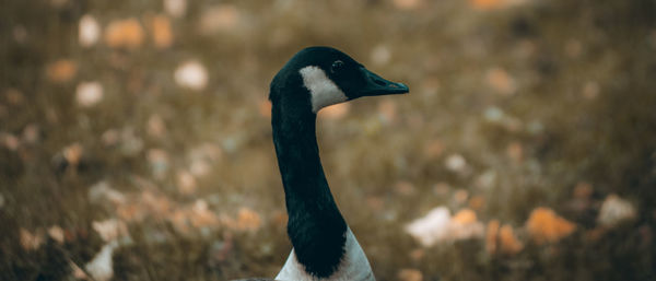 Close-up of a bird