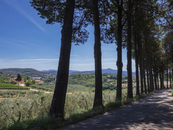 Trees on landscape against sky