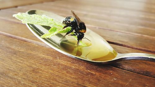 Close-up of fly on wooden table