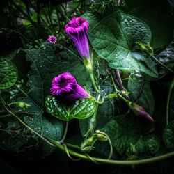 Close-up of purple flowers