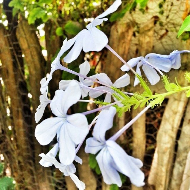 flower, focus on foreground, petal, freshness, fragility, growth, blue, close-up, flower head, blooming, nature, beauty in nature, white color, day, plant, outdoors, in bloom, park - man made space, no people, selective focus