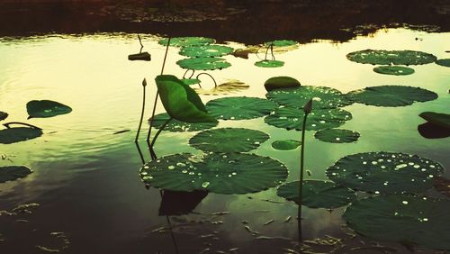 Close-up of plant against lake