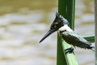 Close-up of bird perching on branch