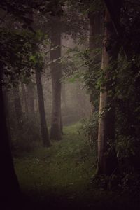 Trees in forest