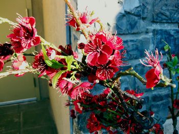 Close-up of red flowers