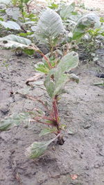 High angle view of plant growing on field