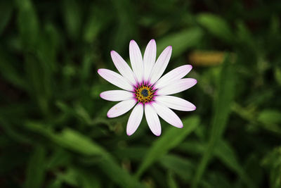 Close-up of purple flower