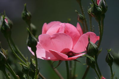 Close-up of pink rose