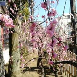 Pink flowers blooming on tree